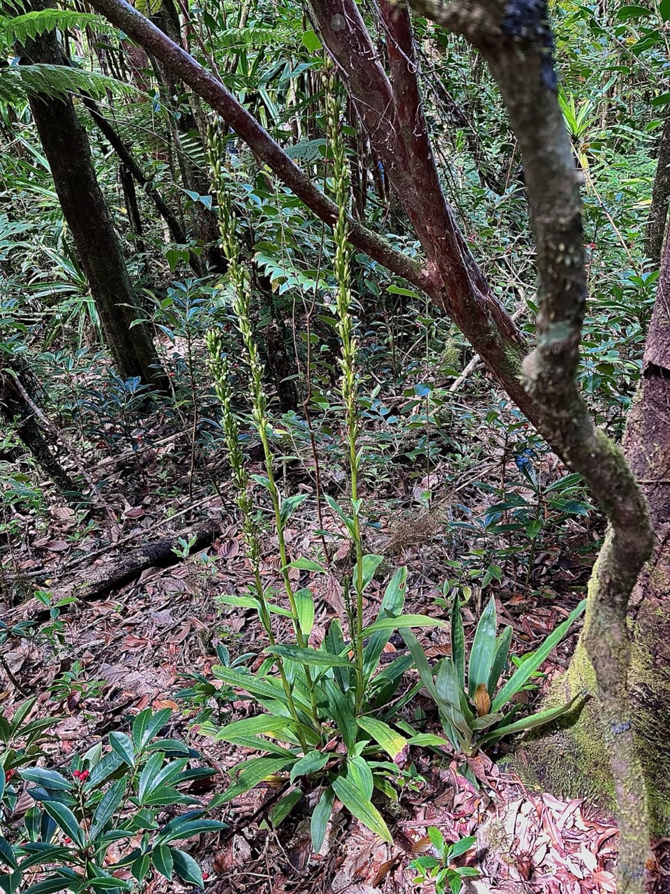 Habenaria praealta .orchidaceae.endémique Mascareignes Madagascar..jpeg