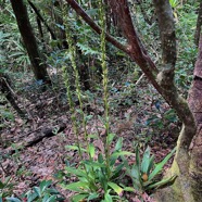 Habenaria praealta .orchidaceae.endémique Mascareignes Madagascar..jpeg