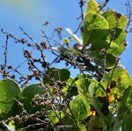 Homalium paniculatum. Corce blanc .bois de bassin.( avec nombreuses inflorescences sèches ) salicaceae.endémique Réunion Maurice..jpeg