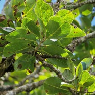 Homalium paniculatum. Corce blanc .bois de bassin.salicaceae.endémique Réunion Maurice. (2).jpeg