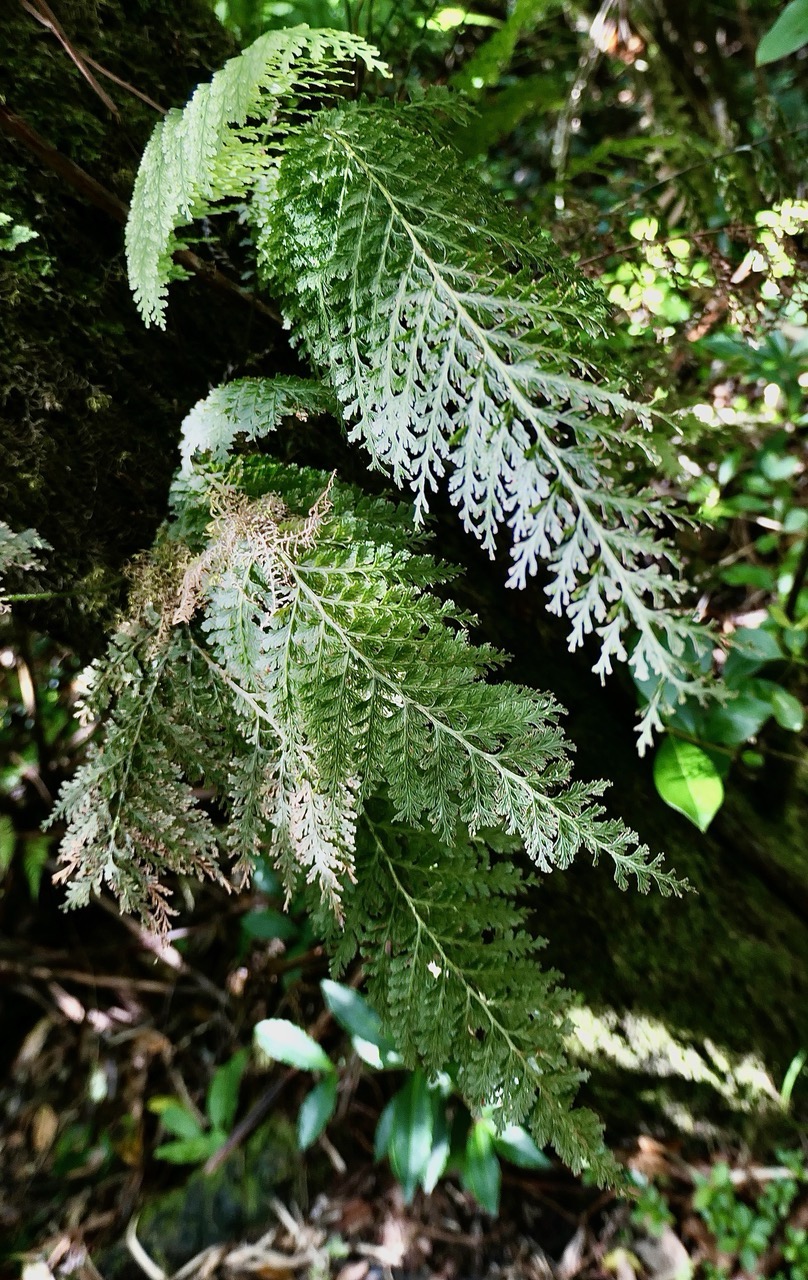 Hymenophyllum hygrometricum ? ?.jpeg