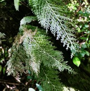 Hymenophyllum hygrometricum ? ?.jpeg