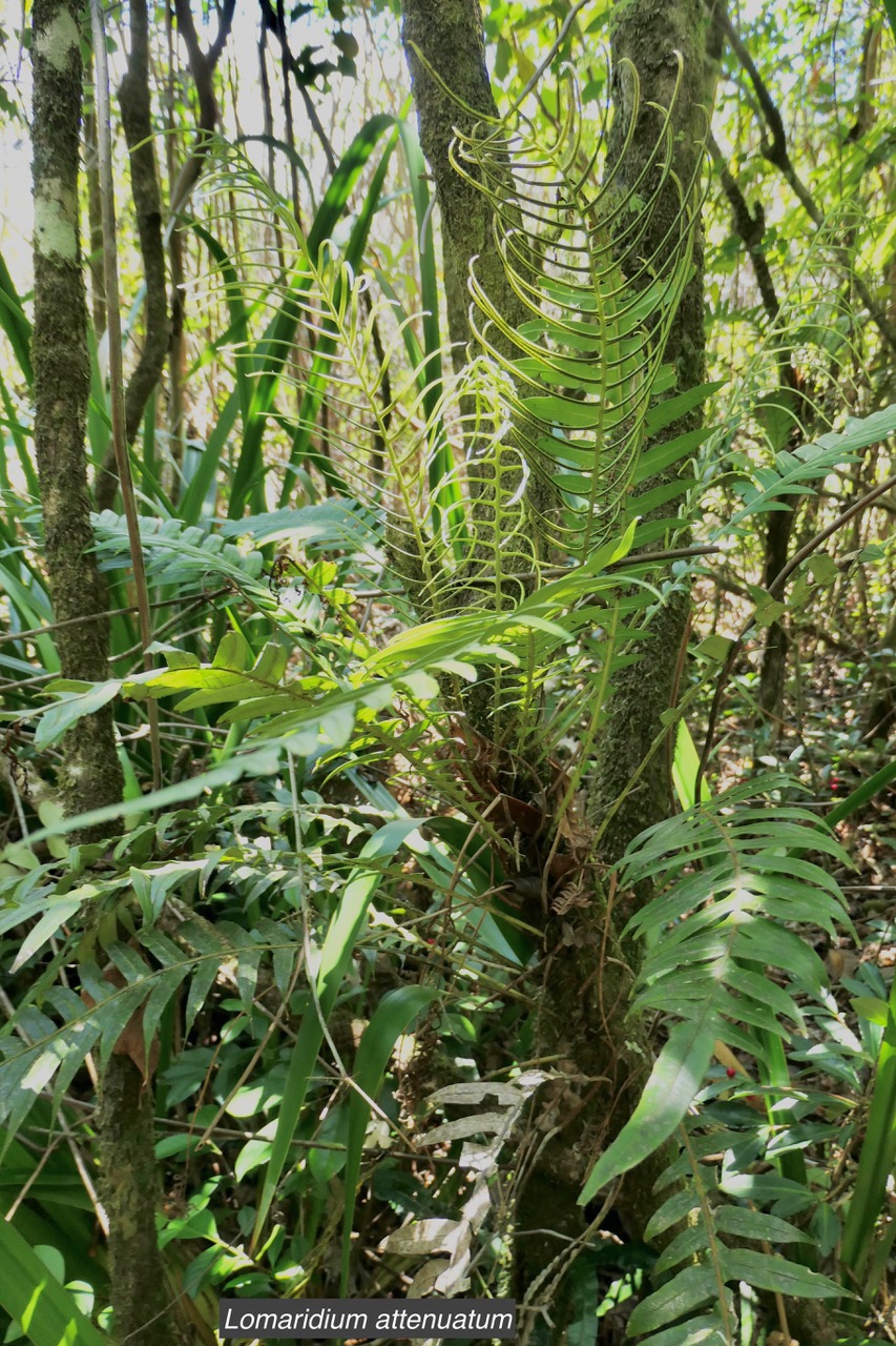 Lomaridium attenuatum.(Blechnum attenuatum )blechnaceae.indigène Réunion..jpeg