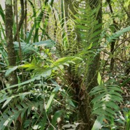 Lomaridium attenuatum.(Blechnum attenuatum )blechnaceae.indigène Réunion..jpeg