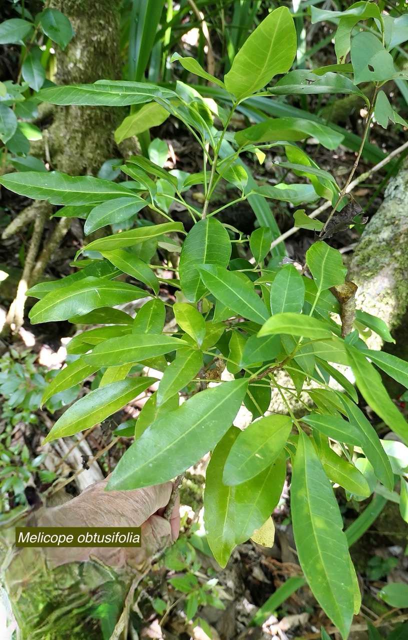 Melicope obtusifolia.gros patte poule.rutaceae. endémique Réunion Maurice..jpeg