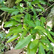 Melicope obtusifolia.gros patte poule.rutaceae. endémique Réunion Maurice..jpeg