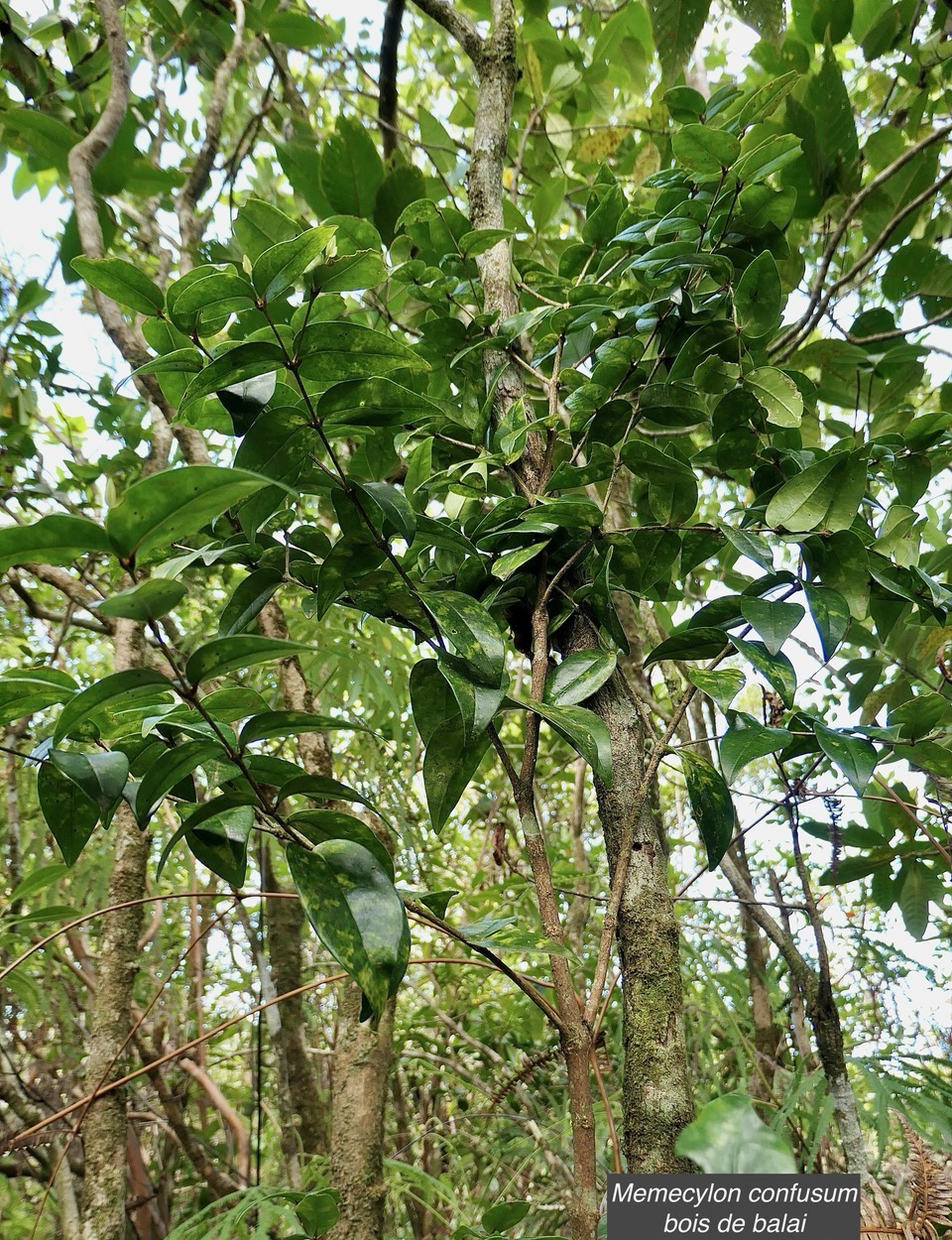 Memecylon confusum Blume.bois de balai.melastomataceae.endémique Réunion..jpeg