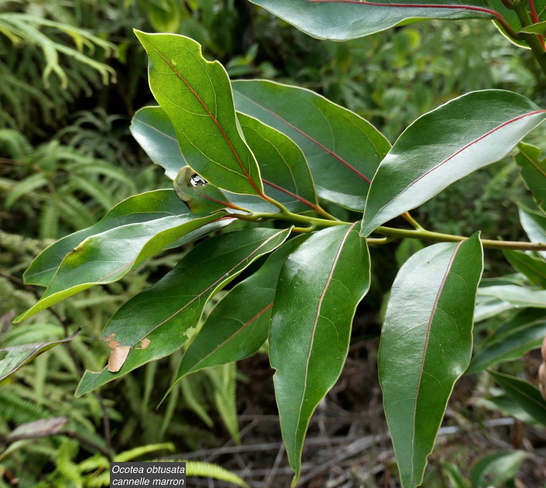 Ocotea obtusata.cannelle marron .lauraceae. endémique Réunion Maurice..jpeg