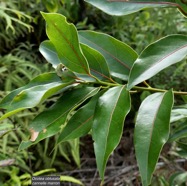 Ocotea obtusata.cannelle marron .lauraceae. endémique Réunion Maurice..jpeg