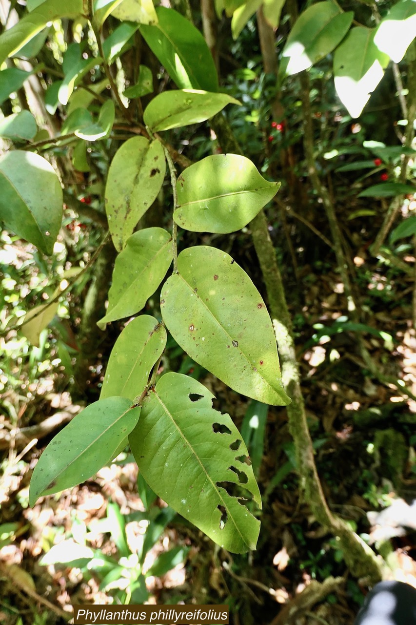 Phyllanthus phillyreifolius .faux bois de demoiselle.bois de cafrine .phyllanthaceae.endémique Réunion Maurice..jpeg