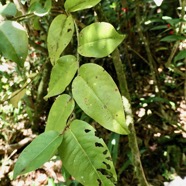 Phyllanthus phillyreifolius .faux bois de demoiselle.bois de cafrine .phyllanthaceae.endémique Réunion Maurice..jpeg