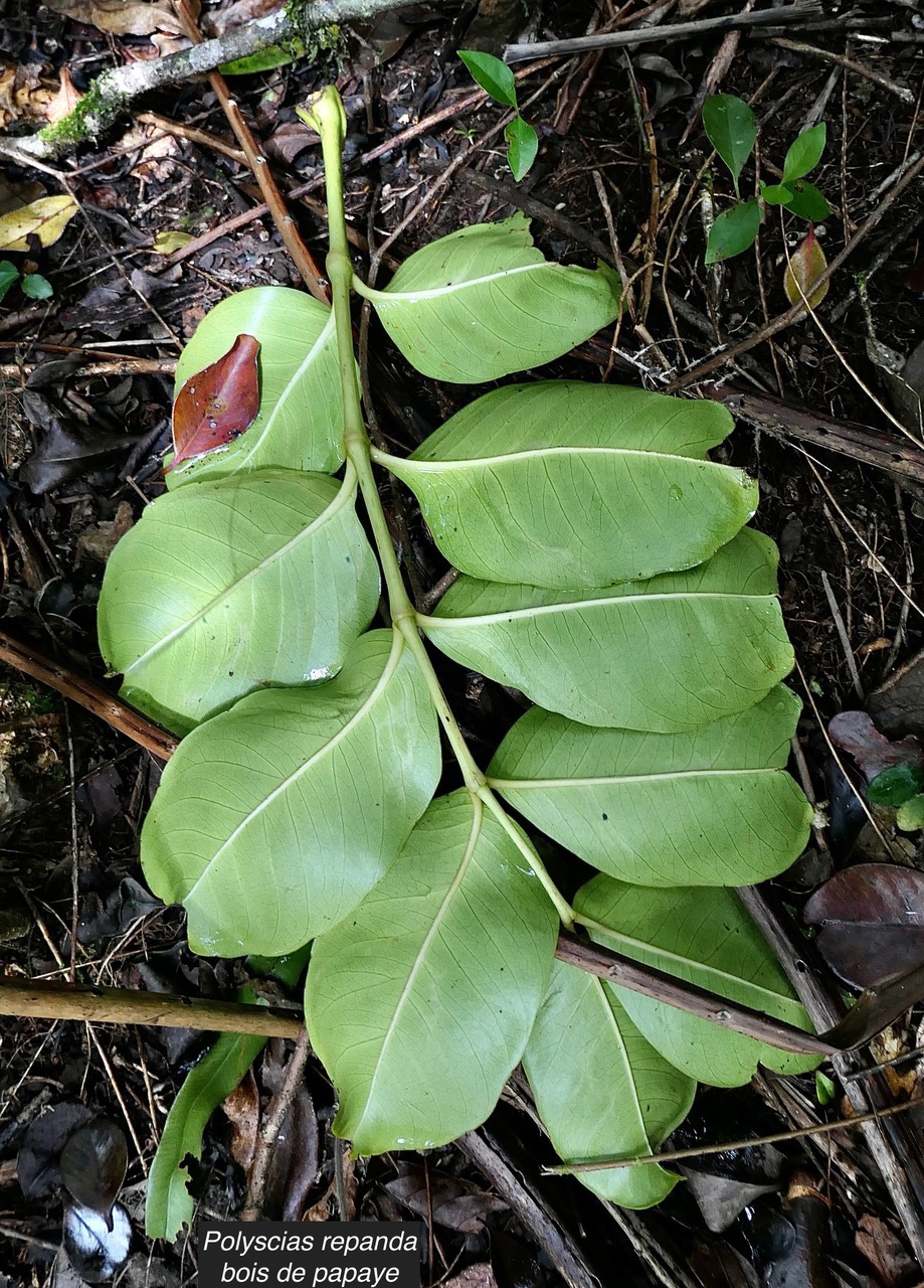 Polyscias repanda  Bois de papaye. araliaceae.endémique Réunion. (2).jpeg