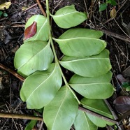 Polyscias repanda  Bois de papaye. araliaceae.endémique Réunion. (2).jpeg