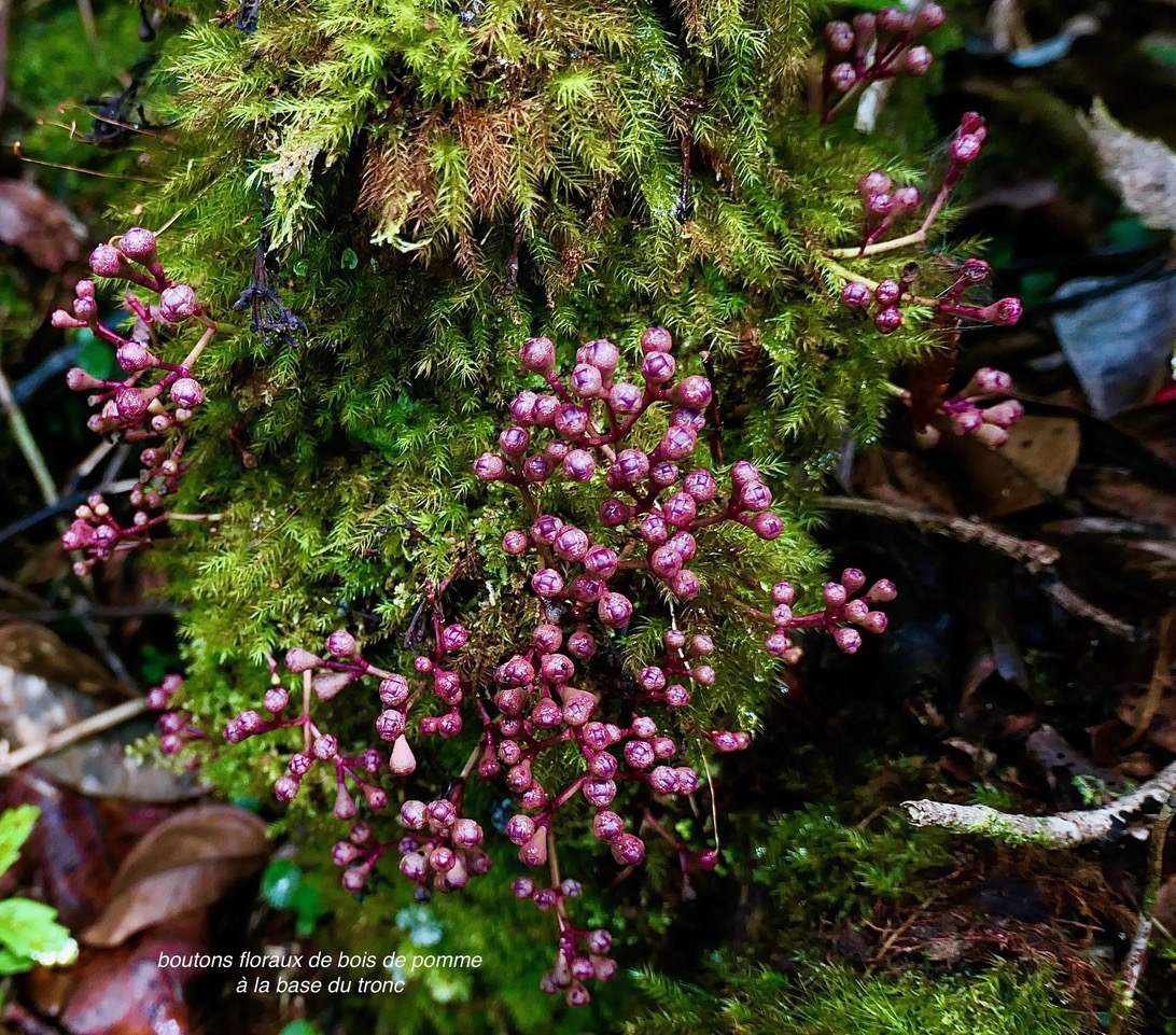 Syzygium cymosum .bois de pomme rouge.boutons floraux .myrtaceae..jpeg