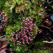 Syzygium cymosum .bois de pomme rouge.boutons floraux .myrtaceae..jpeg