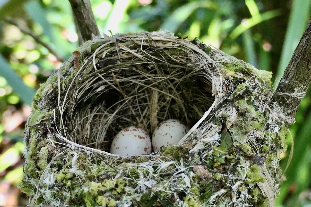 Terpsiphone bourbonnensis.Zoizo la vierge.oeufs dans le nid de l'oiseau ...jpeg