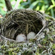 Terpsiphone bourbonnensis.Zoizo la vierge.oeufs dans le nid de l'oiseau ...jpeg