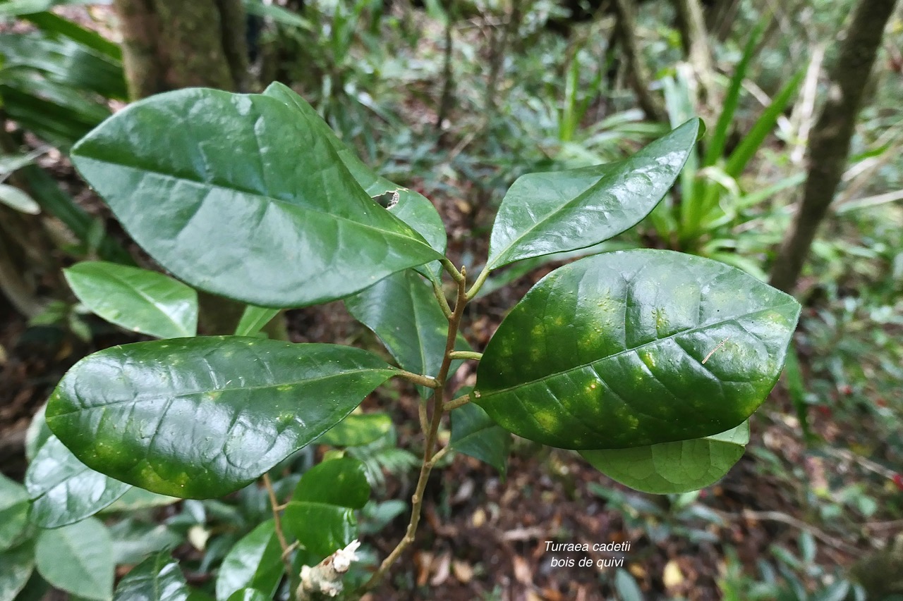 Turraea cadetii.bois de quivi.meliaceae.endémique Réunion. (1).jpeg