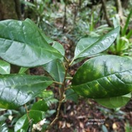 Turraea cadetii.bois de quivi.meliaceae.endémique Réunion. (1).jpeg