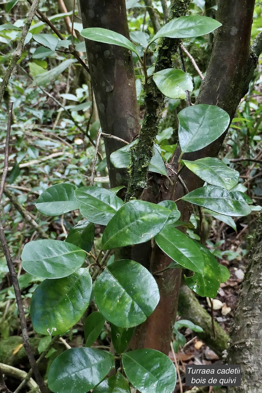 Turraea cadetii.bois de quivi.meliaceae.endémique Réunion..jpeg