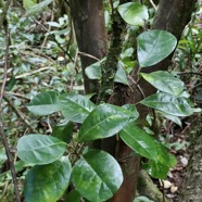 Turraea cadetii.bois de quivi.meliaceae.endémique Réunion..jpeg