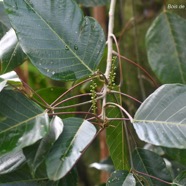  Hancea integrifolia Bois de perroquet Euphorbiaceae Endémique La Réunion, Maurice .jpeg