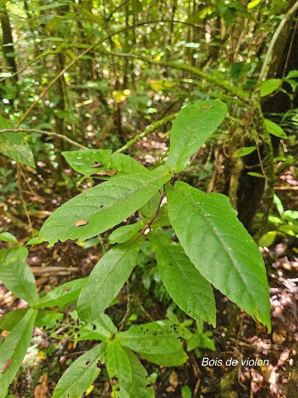 Acalypha integrifolia Bois de violon Euphobiaceae Indigène La Réunion 58.jpeg