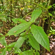 Acalypha integrifolia Bois de violon Euphobiaceae Indigène La Réunion 58.jpeg