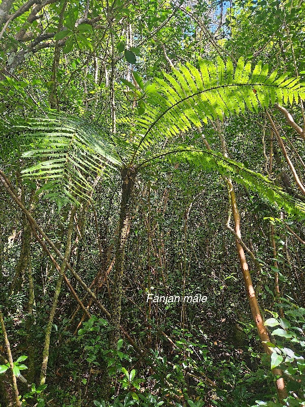 Alsophila borbonica Fanjan mâle Cyatheaceae Endémique La Réunion, Maurice 214.jpeg