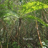 Alsophila borbonica Fanjan mâle Cyatheaceae Endémique La Réunion, Maurice 214.jpeg