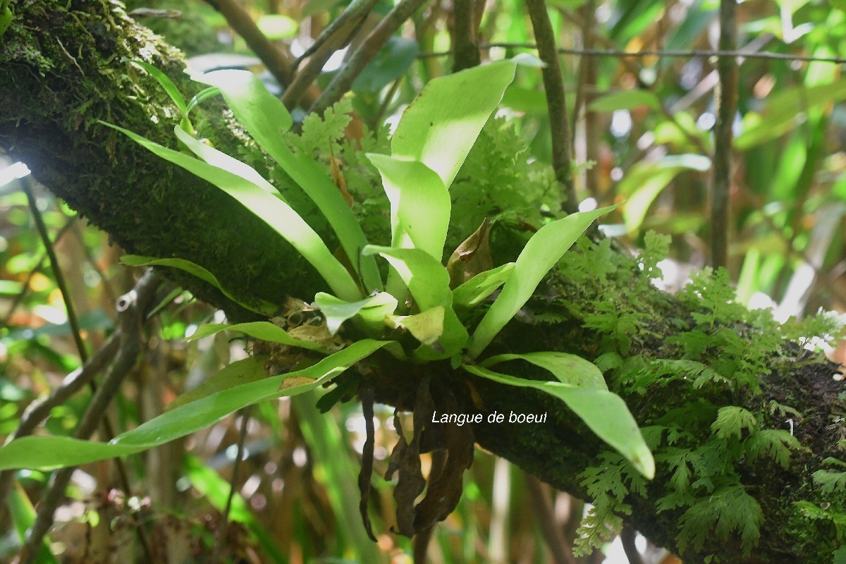 Antrophyopsis Boryana Langue de boeuf Pteridaceae Indigène La Réunion 3476.jpeg