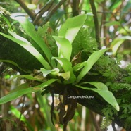 Antrophyopsis Boryana Langue de boeuf Pteridaceae Indigène La Réunion 3476.jpeg