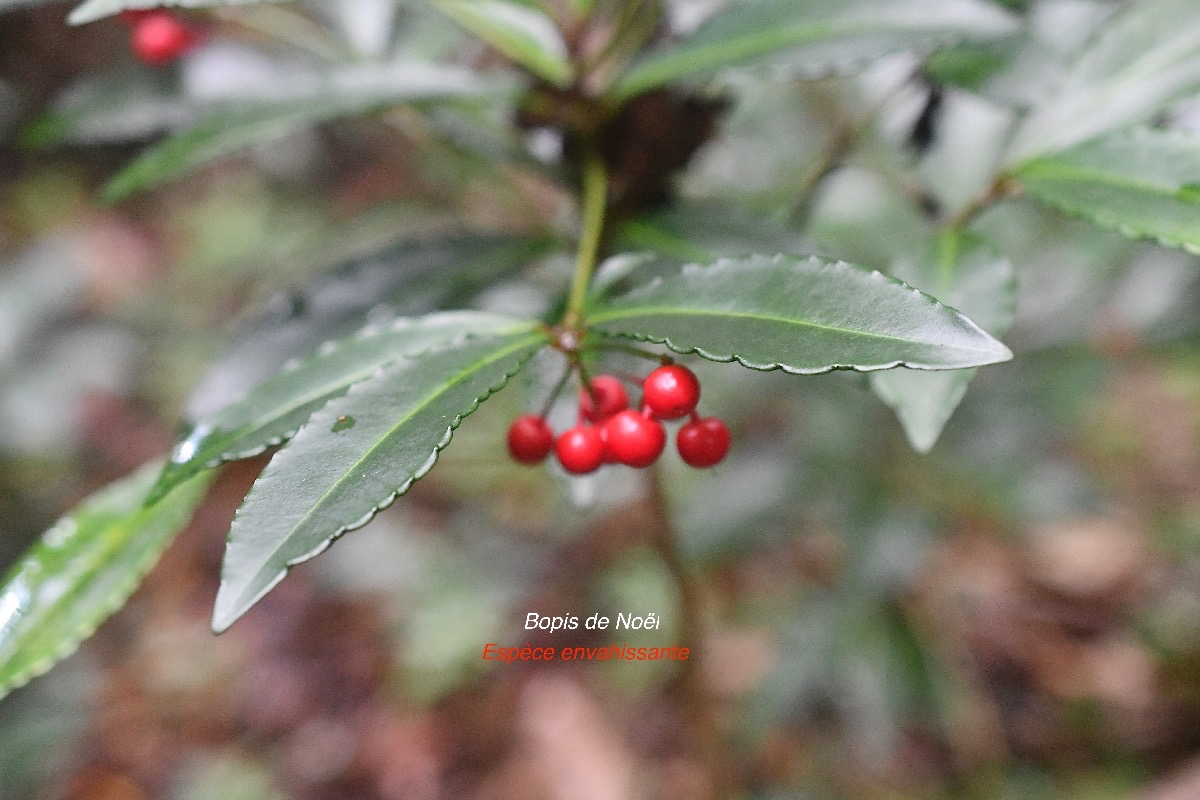 Ardisia crenata Bois de Noël Primulaceae E E 3472.jpeg