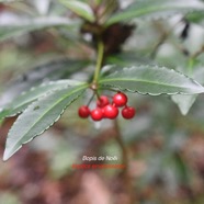 Ardisia crenata Bois de Noël Primulaceae E E 3472.jpeg