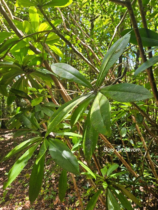 Badula barthesia Bois de savon Primulaceae Endémique La Réunion 59.jpeg