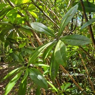 Badula barthesia Bois de savon Primulaceae Endémique La Réunion 59.jpeg