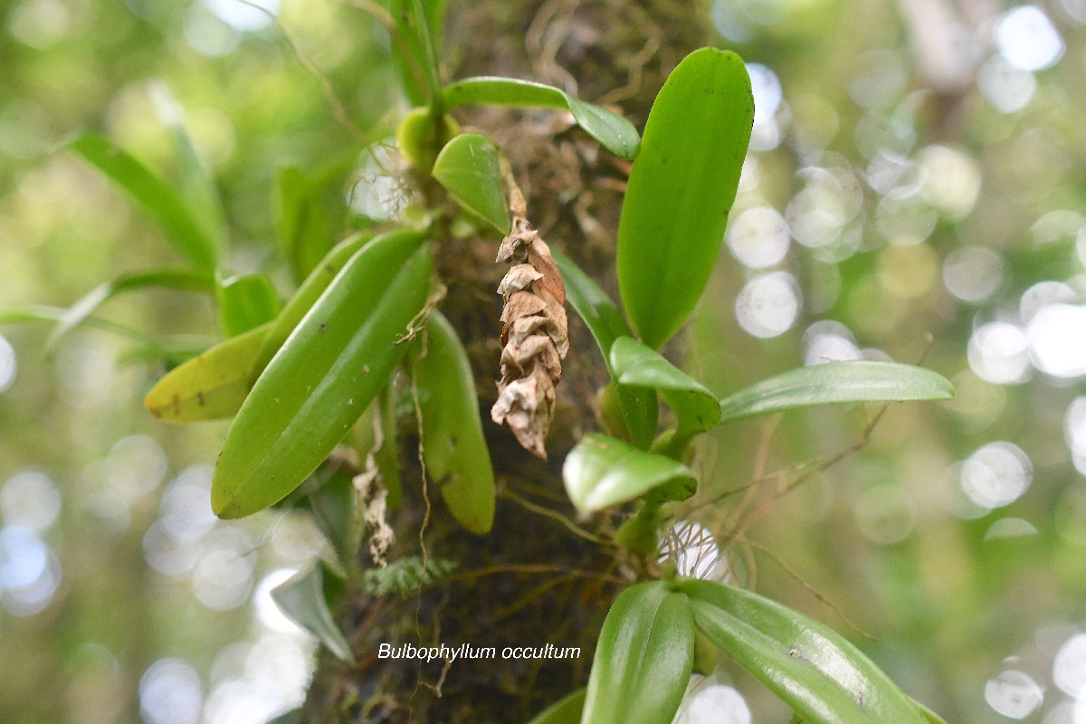 Bulbophyllum occultum Orchidaceae Indigène La Réunion 3469.jpeg