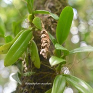 Bulbophyllum occultum Orchidaceae Indigène La Réunion 3469.jpeg