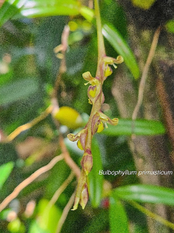 Bulbophyllum primasticum Orchidaceae Endémique La Réunion ,Maurice 50.jpeg