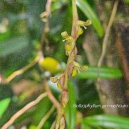 Bulbophyllum primasticum Orchidaceae Endémique La Réunion ,Maurice 50.jpeg