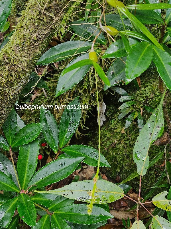 Bulbophyllum primasticum Orchidaceae Endémique La Réunion, Maurice 19.jpeg