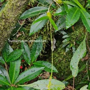 Bulbophyllum primasticum Orchidaceae Endémique La Réunion, Maurice 19.jpeg