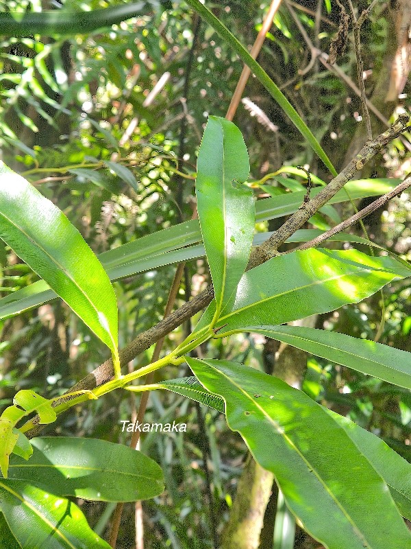 Calophyllum tacamahaca Takamaka Endémique La Réunion, Maurice 43.jpeg