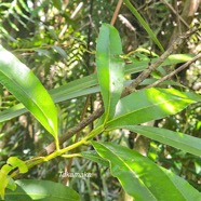 Calophyllum tacamahaca Takamaka Endémique La Réunion, Maurice 43.jpeg