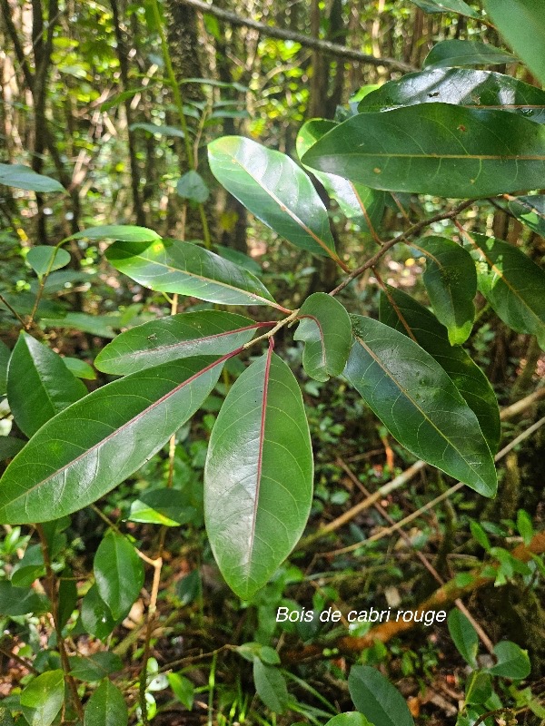 Casearia coriacea Bois de cabri rouge Salicaceae Endémique La Réunion, Maurice 57.jpeg