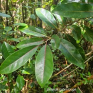 Casearia coriacea Bois de cabri rouge Salicaceae Endémique La Réunion, Maurice 57.jpeg