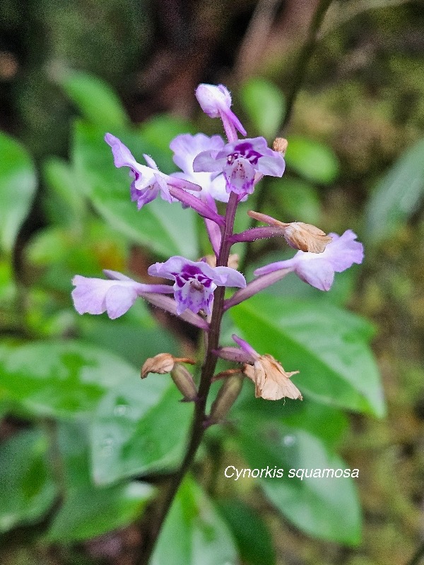 Cynorkis squamosa Orchidaceae Endémique La Réunion, Maurice 819.jpeg