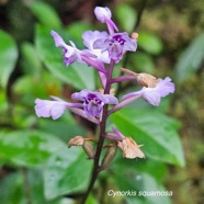 Cynorkis squamosa Orchidaceae Endémique La Réunion, Maurice 819.jpeg