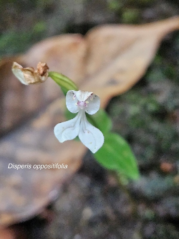 Disperis oppositifolia Orchidaceae Endémique La Réunion, Maurice 114.jpeg