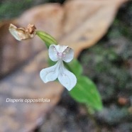 Disperis oppositifolia Orchidaceae Endémique La Réunion, Maurice 114.jpeg